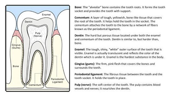 Diagram and glossary showing the anatomy of a tooth