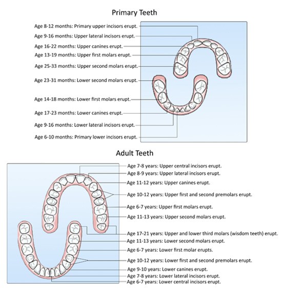 Diagram showing the locations and ages when primary teeth and permanent teeth erupt